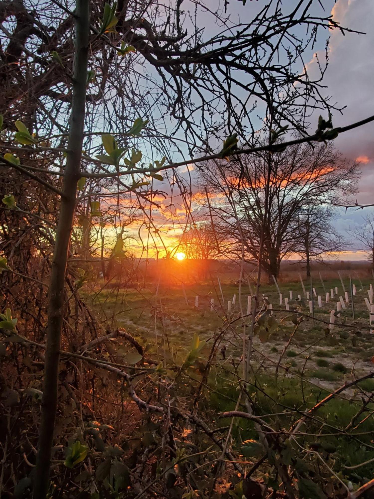 Gîte coeur des vignes en Touraine La Chapelle-sur-Loire Extérieur photo